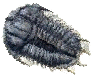 trillobit.gif - 5821 Bytes